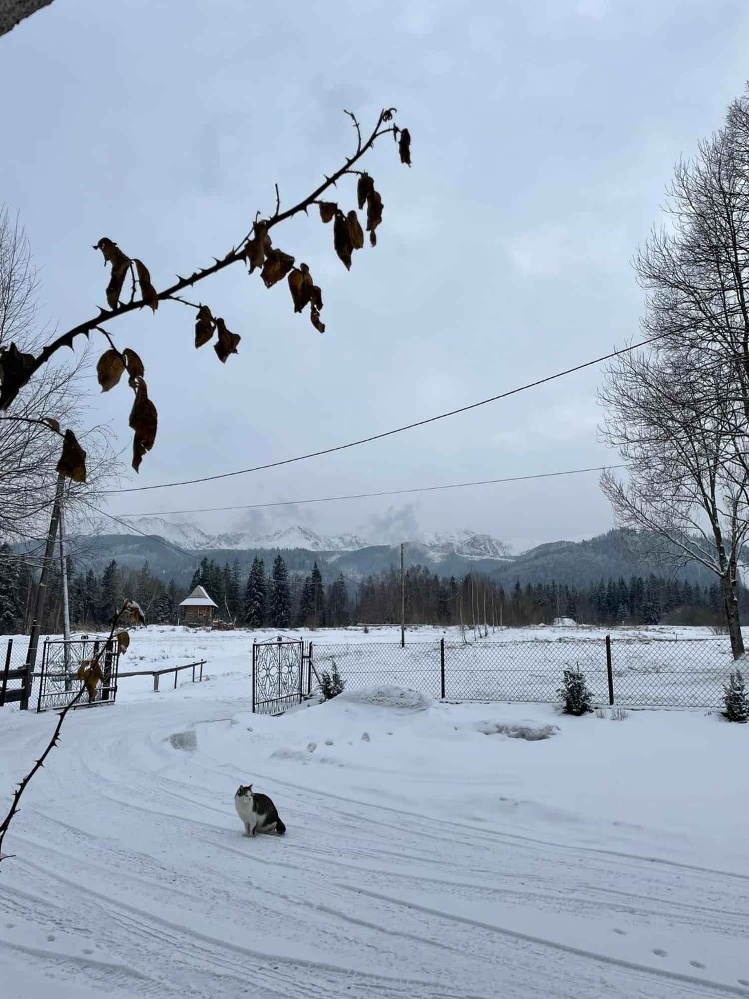 Pensjonat U Doroty, Zakopane - Twoje Miejsce W Gorach Eksteriør bilde